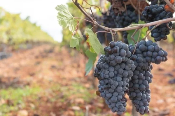 ASAJA-ARAG y UAGN respaldan en Rioja los presupuestos del Consejo para reducir la aportación de los viticultores en 2026