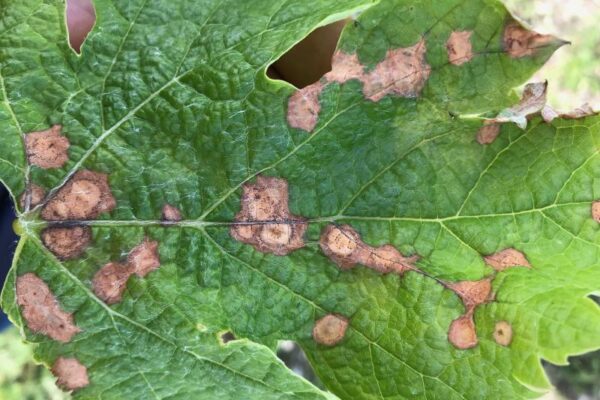 El microbioma de la vid revela su respuesta frente a la podredumbre negra