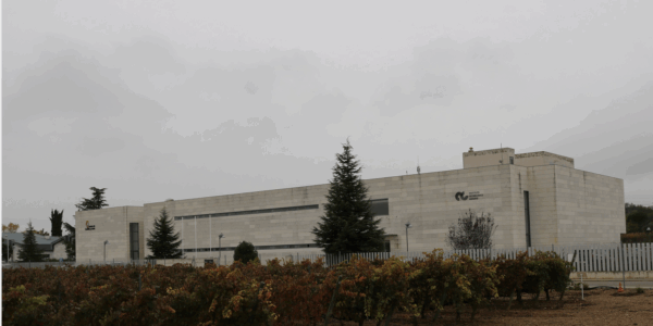 La Junta impulsa la adaptación de la vid al clima actual con 213 clones certificados en Castilla y León