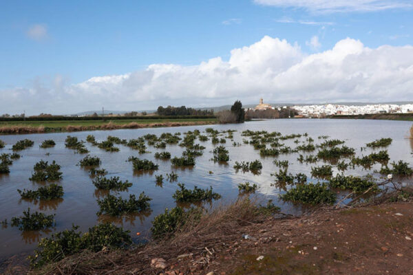 Andalucía flexibiliza la campaña 2026 y pide activar la reserva agrícola europea por los daños climáticos