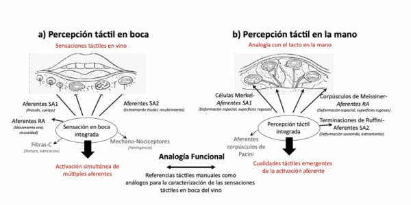 El tacto de la mano ayuda a describir la sensación del vino en boca, según un estudio del ICVV