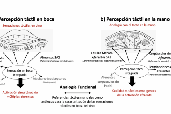 El tacto de la mano ayuda a describir la sensación del vino en boca, según un estudio del ICVV