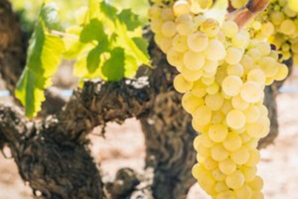 El sector del Cava vende 190 M de botellas y refuerza su apuesta por productos de mayor valor
