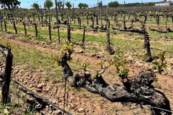 Madrid recupera 95 variedades de vid centenarias que se creían desaparecidas