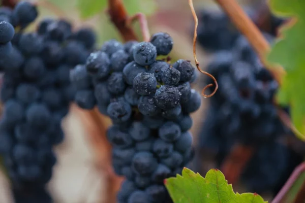 La añada 2025 de Rioja logra la calificación de “Excelente”