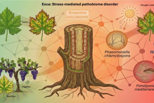 Un nuevo enfoque explica la yesca como resultado del desequilibrio entre planta, microbioma y ambiente
