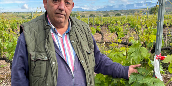 La primera mancha de mildiu confirmada oficialmente esta campaña aparece en un viñedo de San Asensio