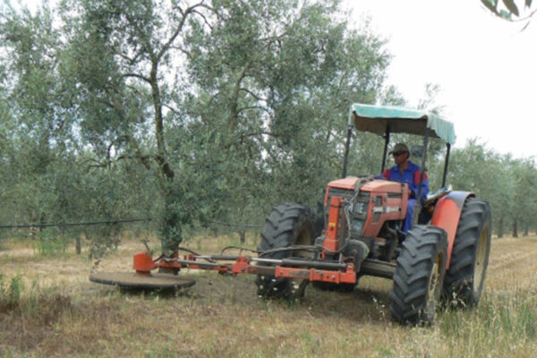 Andalucía exige ampliar la rebaja del IRPF para el olivar y el vino andaluz