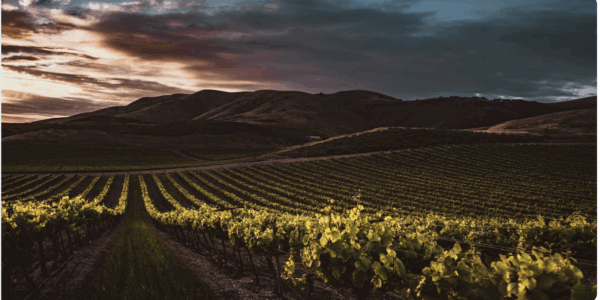 Cooperativas Agro-alimentarias de España representan aproximadamente el 70% de la producción de vino española