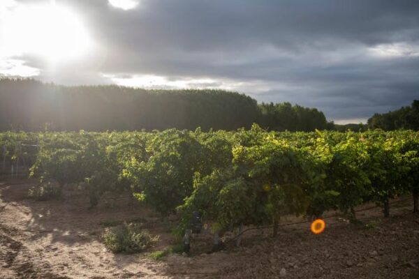 La Rioja publica el listado provisional de parcelas admisibles para la ayuda de cosecha en verde
