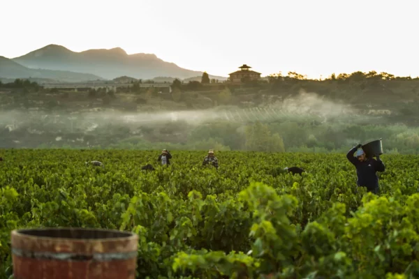 La D.O.Ca. Rioja renueva el Plan de Equilibrio y obliga a destilar todo el exceso de uva