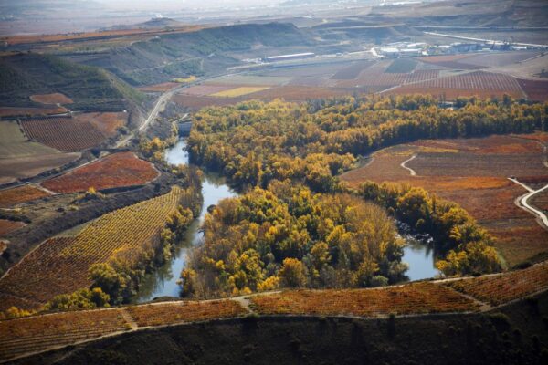 Rioja activa un Plan Especial con 24 medidas para reforzar el control y la calidad de la vendimia 2026