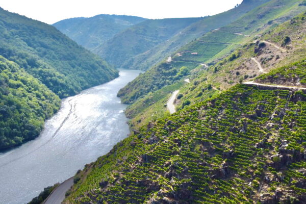 Un total de 728 viticultores reciben las ayudas gallegas para la conservación del paisaje de la Ribeira Sacra