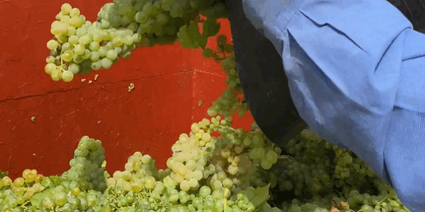 La Comunitat Valenciana destina 37 M€ de la PAC a impulsar prácticas agrarias sostenibles