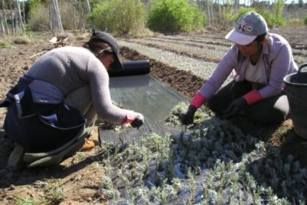 Convocadas ayudas por 500.000 euros para promover el emprendimiento de las mujeres en el medio rural
