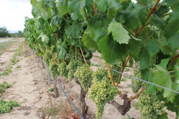 La Rioja destina 2,3 millones a la cosecha en verde de más de 1.000 hectáreas de viñedo