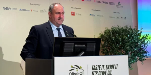 El olivar supera al viñedo en Castilla-La Mancha tras un nuevo crecimiento de la superficie cultivada