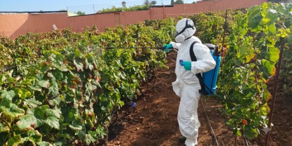 Canarias intensifica la investigación sobre la filoxera en el viñedo