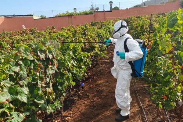 Canarias intensifica la investigación sobre la filoxera en el viñedo