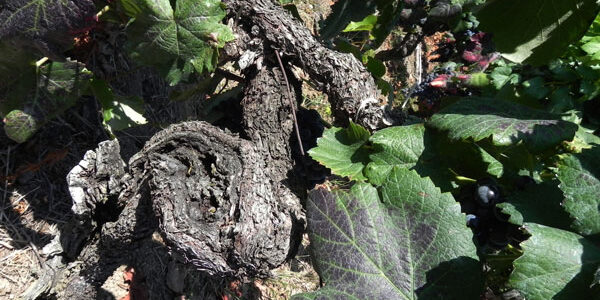 La producción de vino cae un 7,1% en la campaña 2025/26 y el consumo y las exportaciones mantienen su retroceso