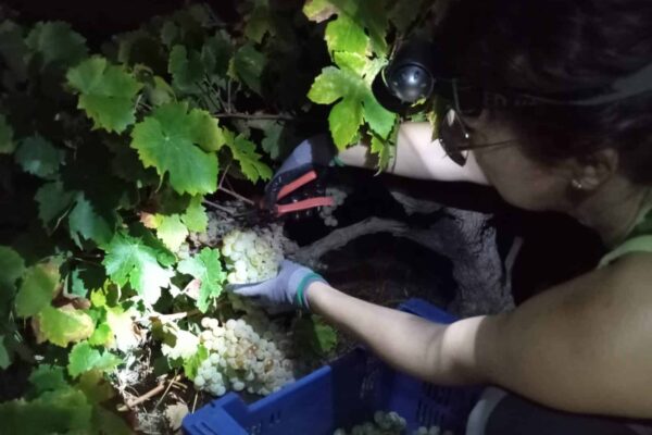 El Condado de Huelva refuerza las buenas prácticas vitícolas de cara a la vendimia de 2026