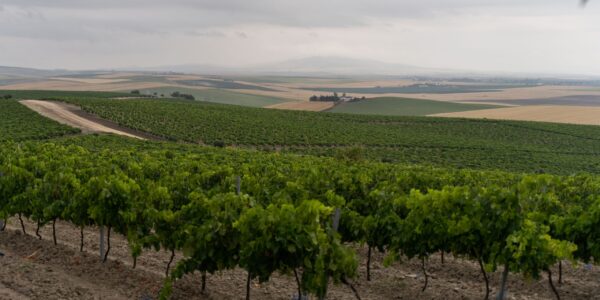 Se amplía la vigencia de las autorizaciones de replantación de viñedo y se eliminan las sanciones por no utilizarlas