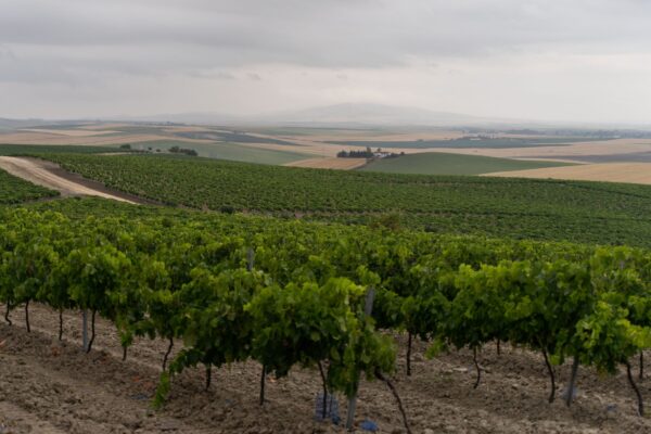 Se amplía la vigencia de las autorizaciones de replantación de viñedo y se eliminan las sanciones por no utilizarlas