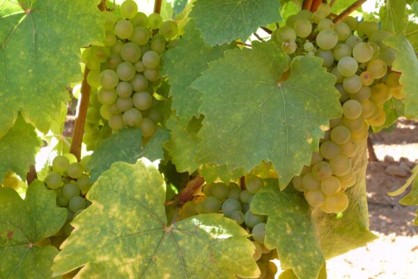 La D.O. León adelanta casi tres semanas la vendimia y prevé recoger unos tres millones de kilos de uva