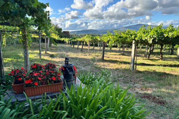 Rías Baixas prevé una vendimia de 49,9 millones de kilos de uva, un 5% más que en 2025