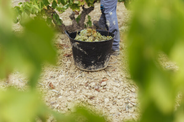 La uva gana grado alcohólico en Rioja Oriental, pero cae la madurez fenólicaso en la maduración alcohólica de la uva respecto a 2025
