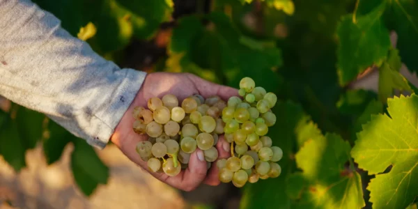 El consumo de vino cae un 7,2% y las exportaciones pierden un 11% en volumen