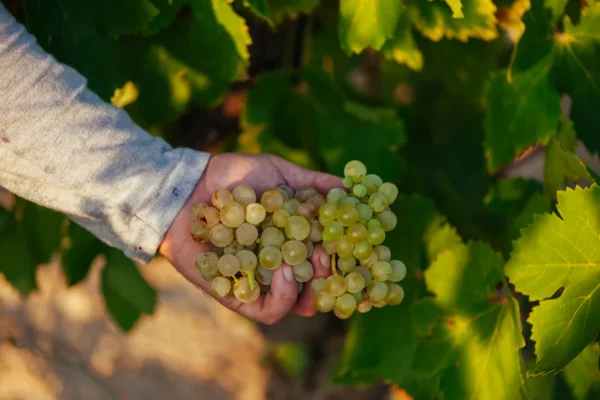 El consumo de vino cae un 7,2% y las exportaciones pierden un 11% en volumen