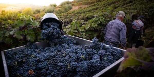 El calor adelanta la vendimia y agrava la falta de mano de obra en las bodegas