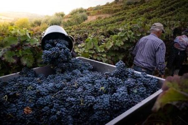 El calor adelanta la vendimia y agrava la falta de mano de obra en las bodegas