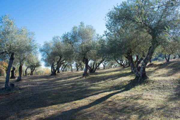 España se incorpora al sistema europeo de bancos de germoplasma