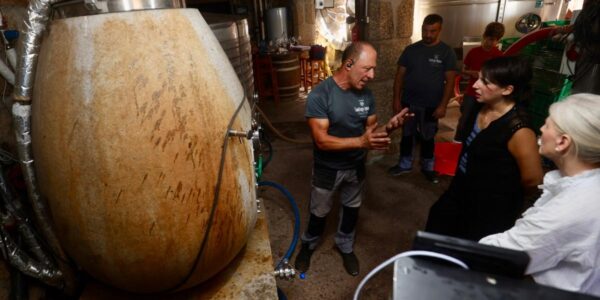 La compra de uva moviliza ya 3,62 millones en financiación para las bodegas gallegas