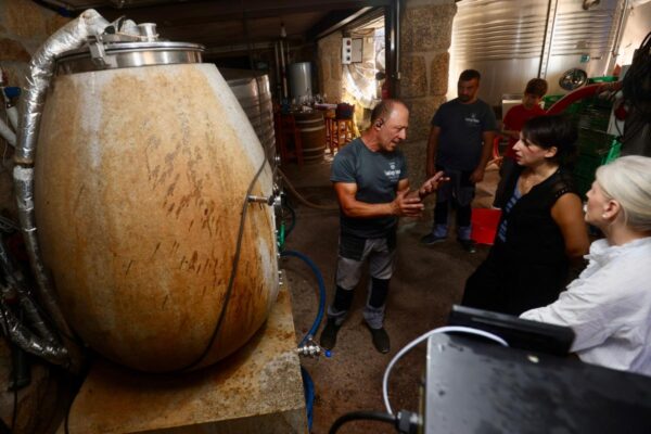La compra de uva moviliza ya 3,62 millones en financiación para las bodegas gallegas