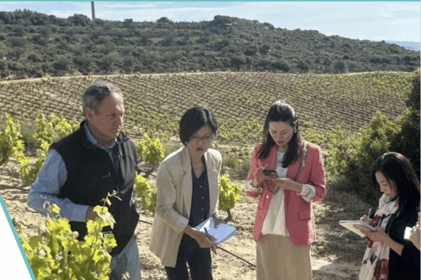El País Vasco refuerza en 2027 la promoción exterior del vino con acciones en Europa, América y Asia