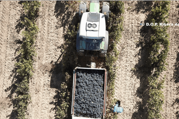 Castilla y León presenta un estudio de costes de producción de la uva en la D.O.P. Ribera del Duero
