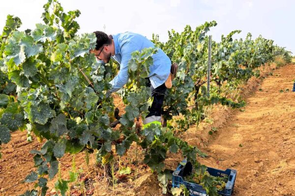 Condado de Huelva prevé una vendimia de entre 18 y 19 millones de kilos de uva