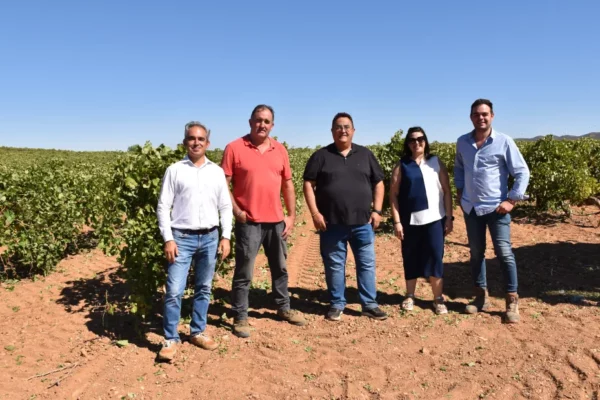 Castilla-La Mancha abona cerca de un millón de euros para reestructurar 304 hectáreas de viñedo en Cuenca