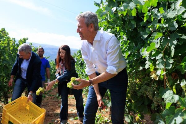 Galicia prevé una vendimia abundante y de calidad tras la segunda mayor cosecha de la década