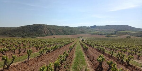 El ICVV cartografía los suelos de Finca Ygay para mejorar la gestión del agua y adaptar el viñedo al cambio climático