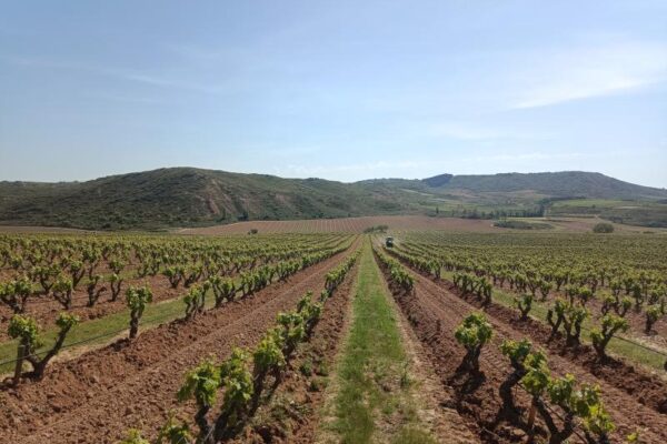 El ICVV cartografía los suelos de Finca Ygay para mejorar la gestión del agua y adaptar el viñedo al cambio climático