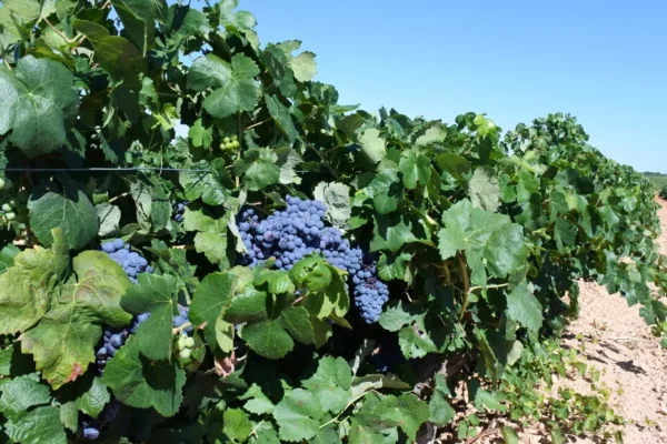 Castilla-La Mancha abrirá dos convocatorias de ayudas para promoción e inversiones en bodegas