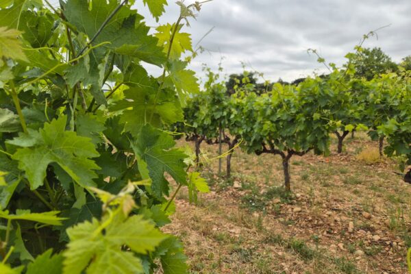 La D.O.Ca. Rioja suma tres nuevos viñedos singulares y alcanza los 167 reconocimientos