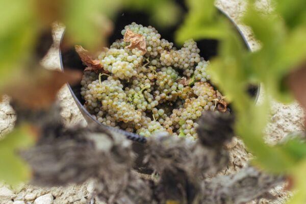 Las altas temperaturas condicionan la recta final de la maduración en Rioja