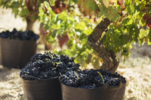 La vendimia de Rioja avanza con un rápido aumento del grado alcohólico y buen estado sanitario