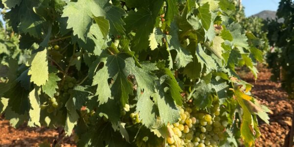 Alicante recupera cuatro variedades históricas de vid para su cultivo y elaboración