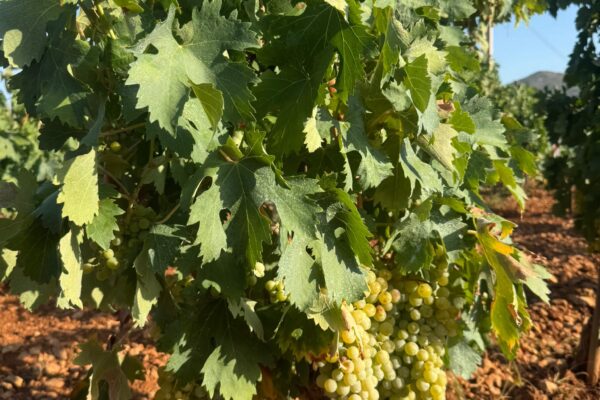 Alicante recupera cuatro variedades históricas de vid para su cultivo y elaboración